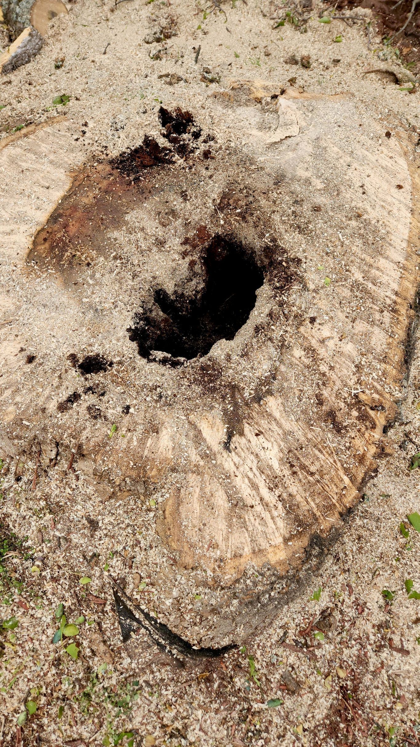Stump of a cut tree with a large hole, covered in wood shavings.