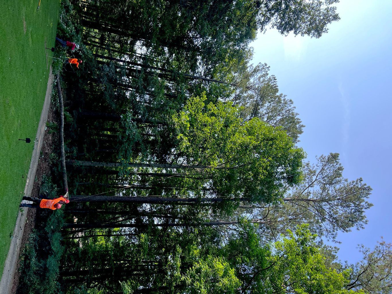 Workers in orange gear cutting tall trees near a grassy area on a sunny day.