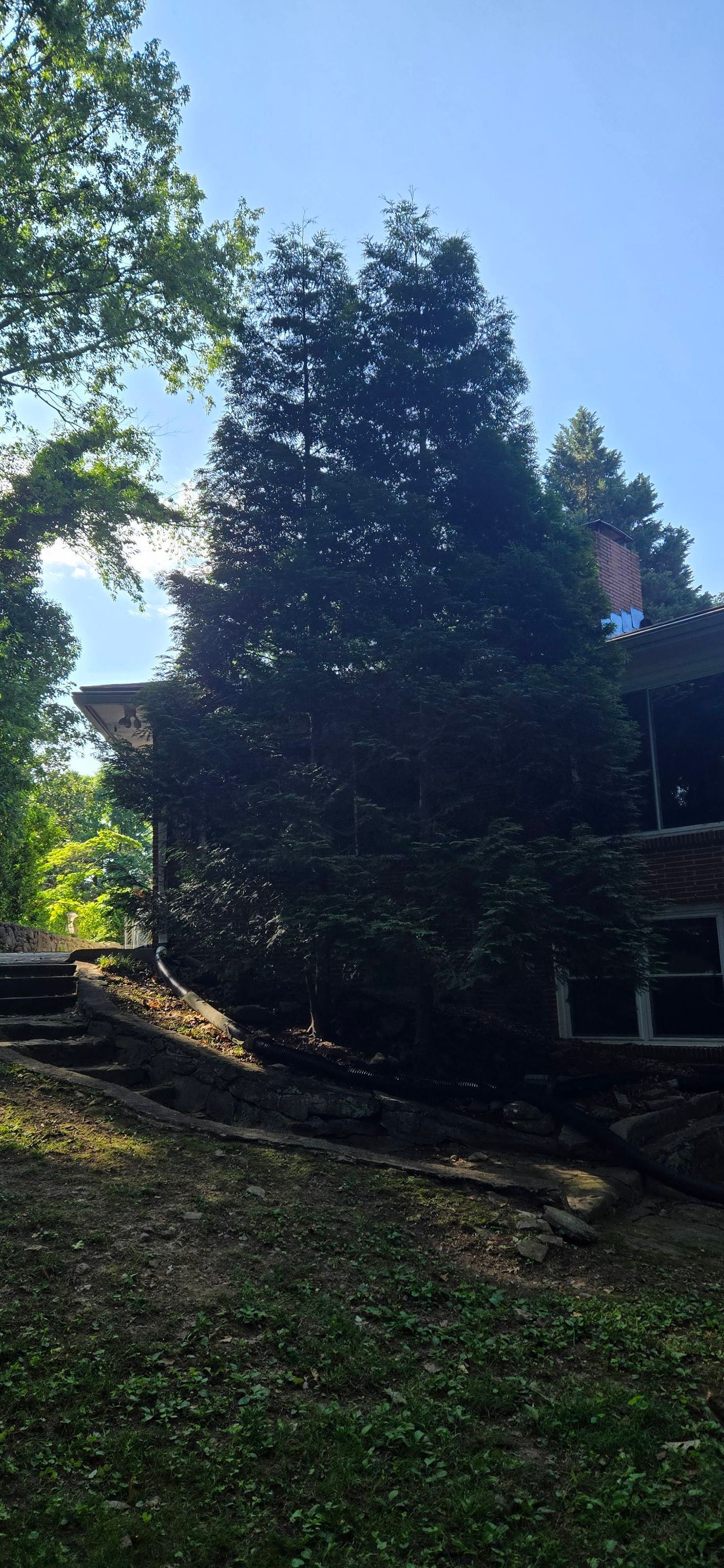 A tall tree next to a building on a bright day.