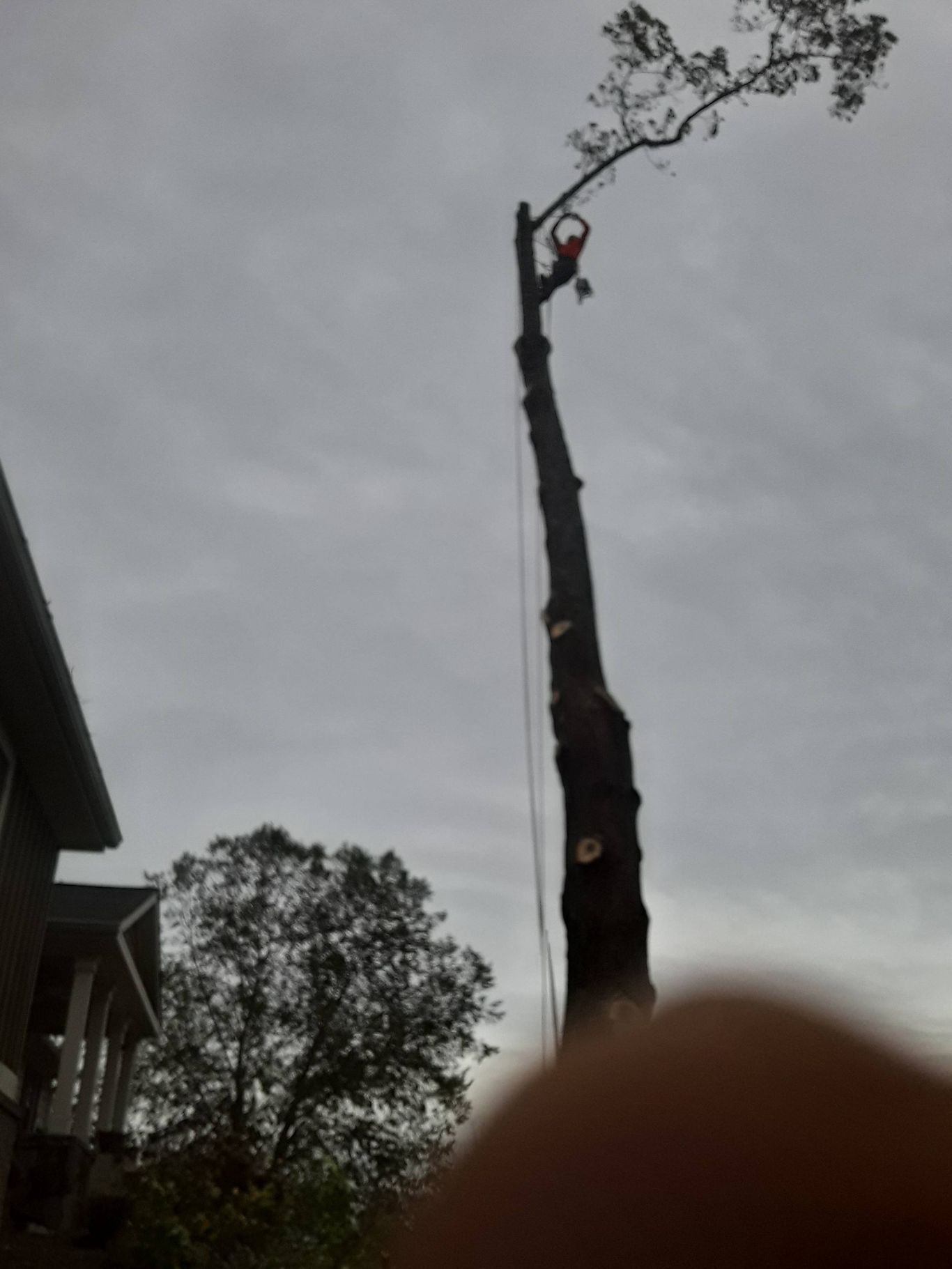 A tree trimmer aloft a tall tree, using a rope, under a cloudy sky. A house is on the left.