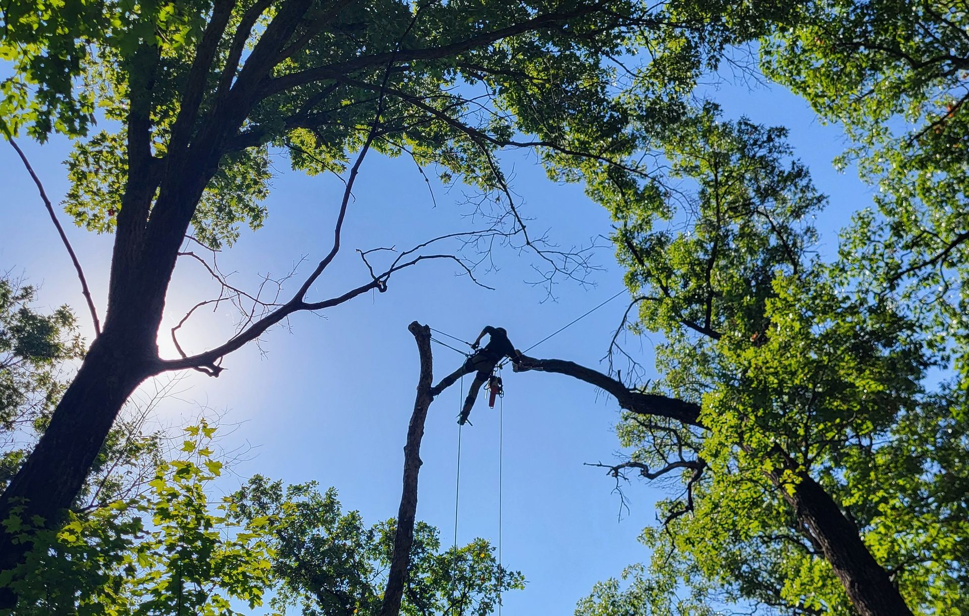 Root Revival Treeworks