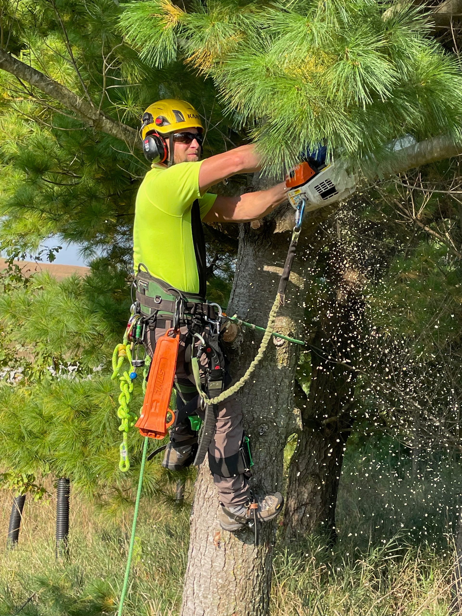 Root Revival Treeworks