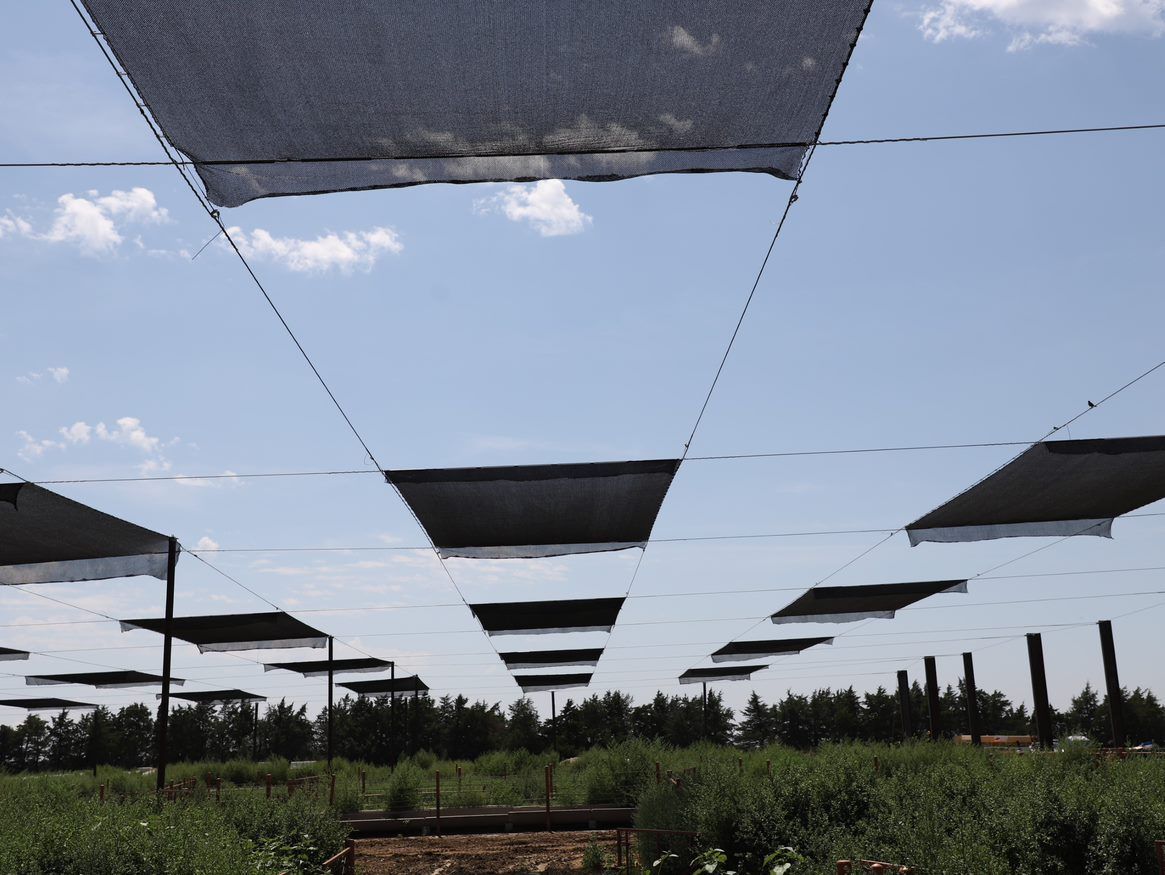 USDA cattle shades