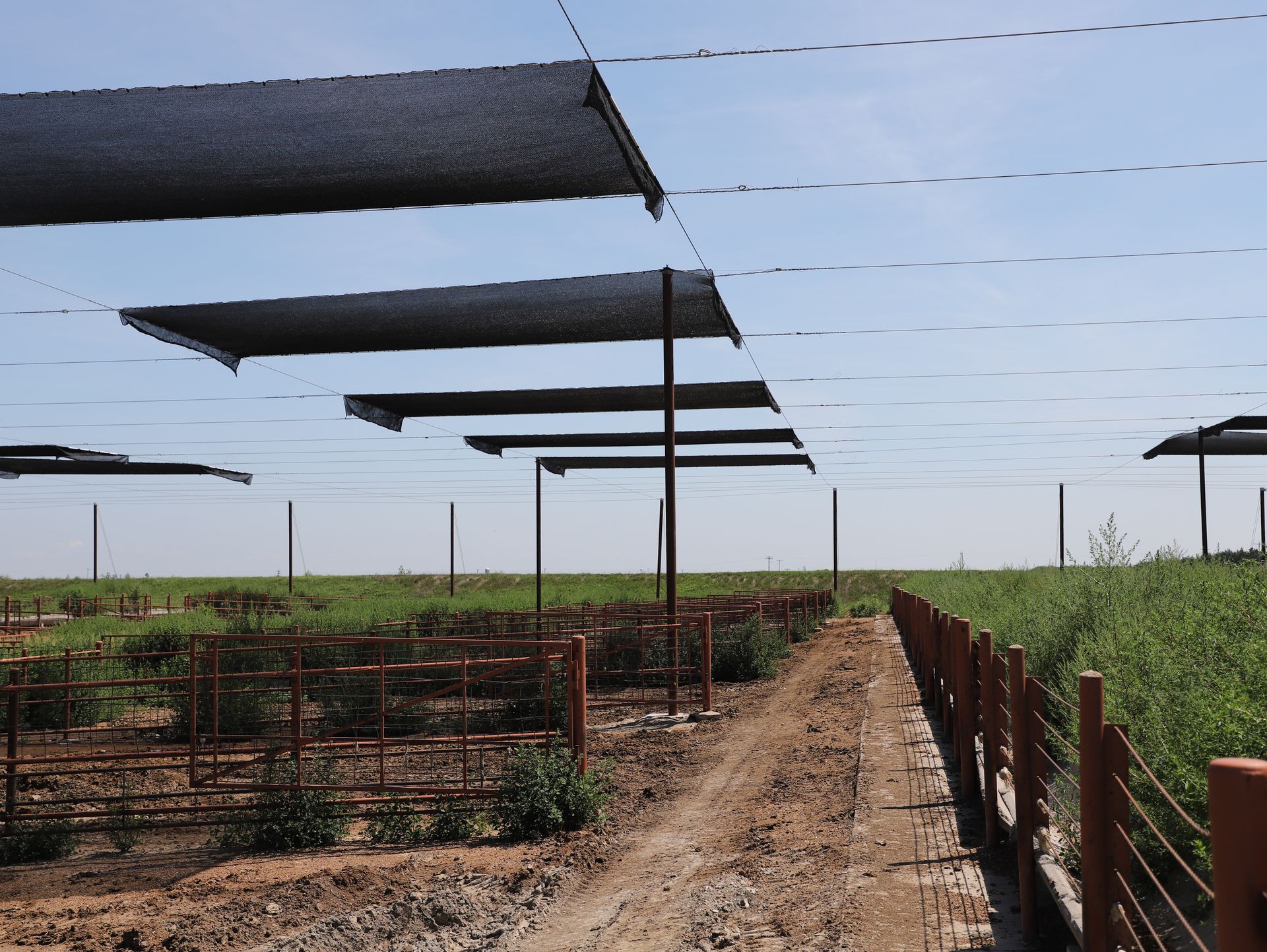 shaded cow pasture