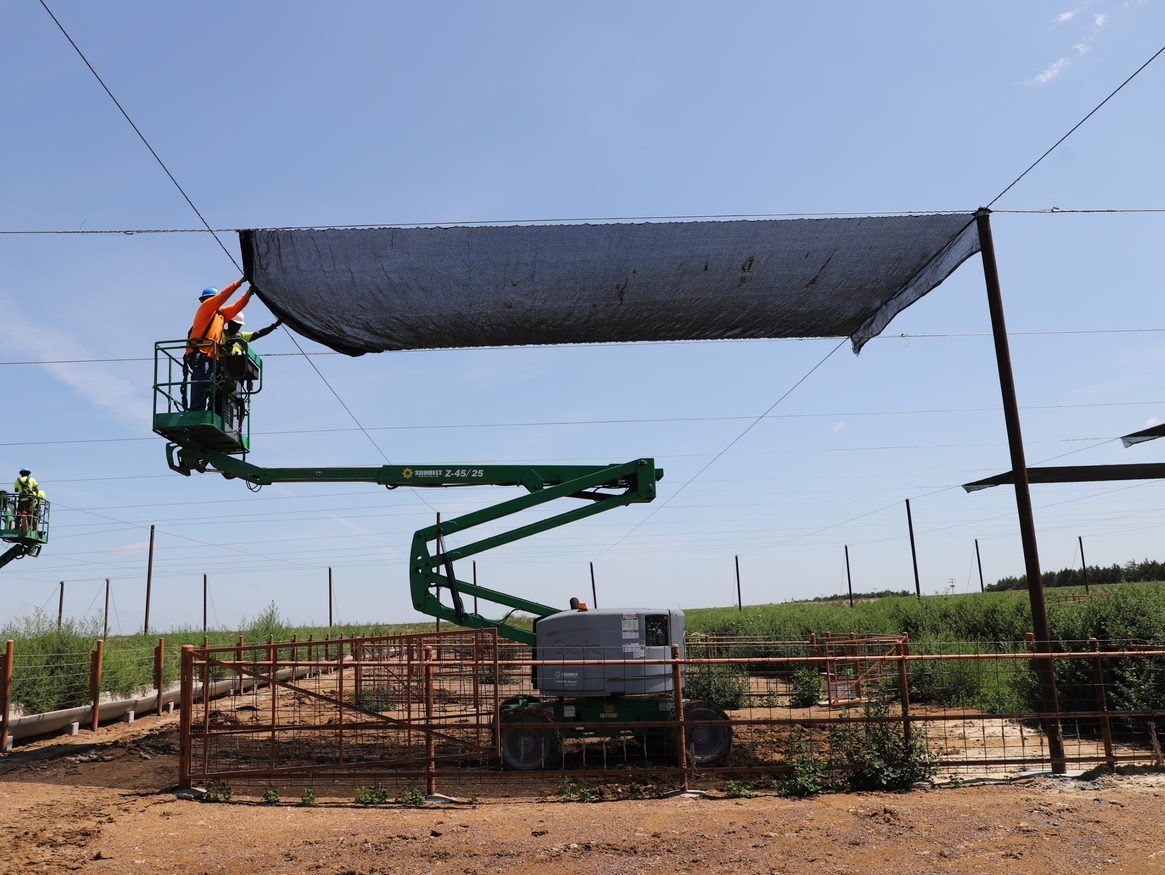 cattle shades construction