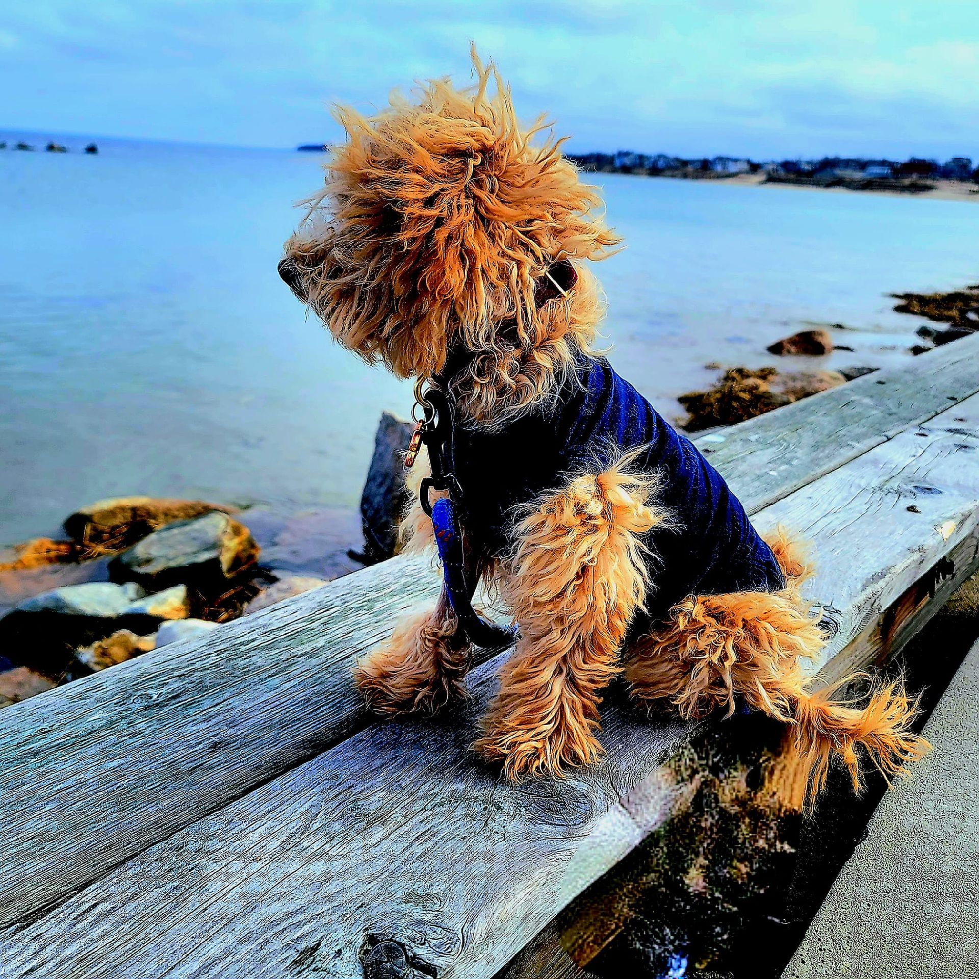 A terrier dog with scruffy fur wearing a blue sweater sits on a wooden ledge, overlooking the ocean.