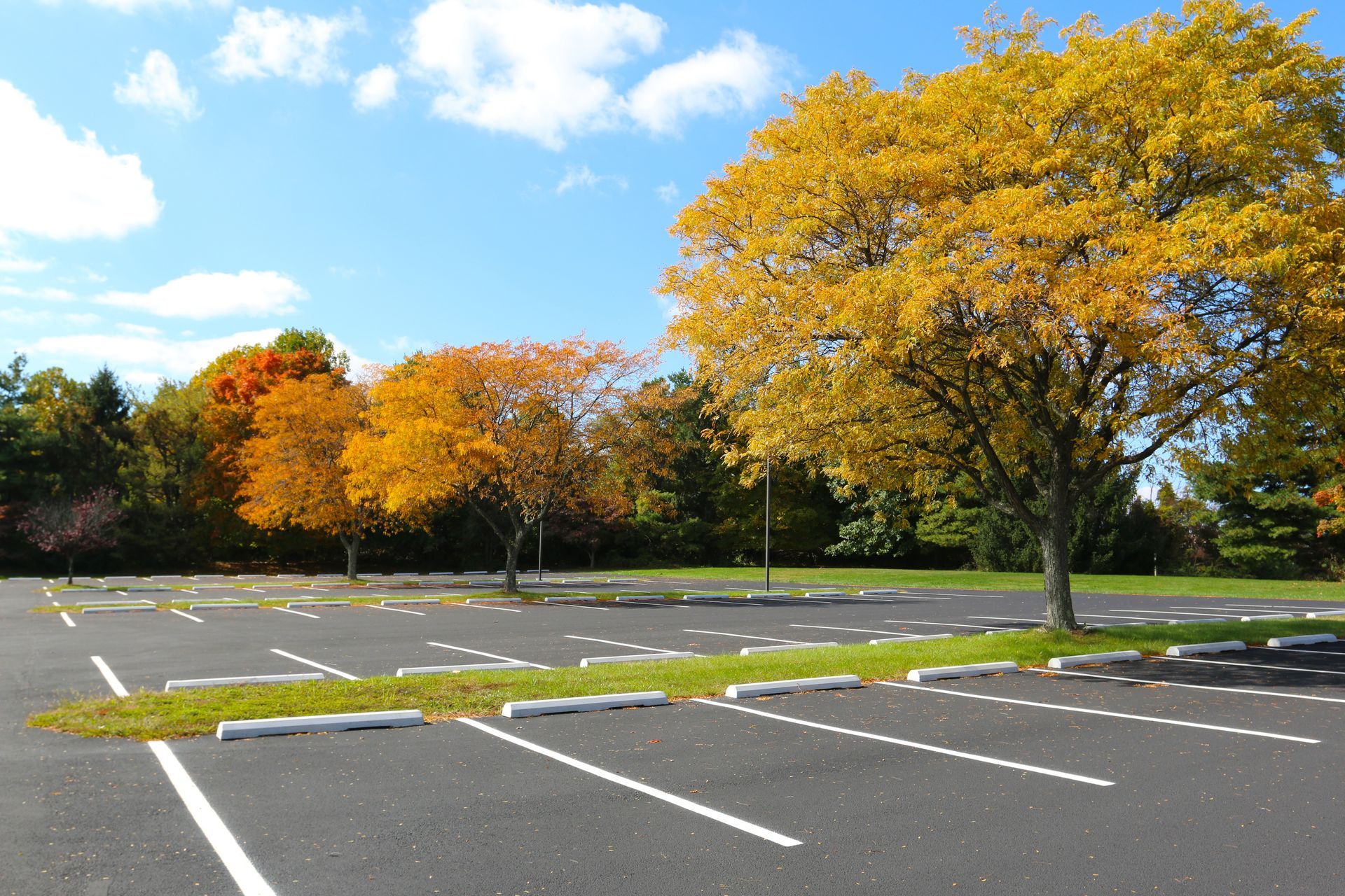 Empty parking lot with white lines and autumn trees under a blue sky