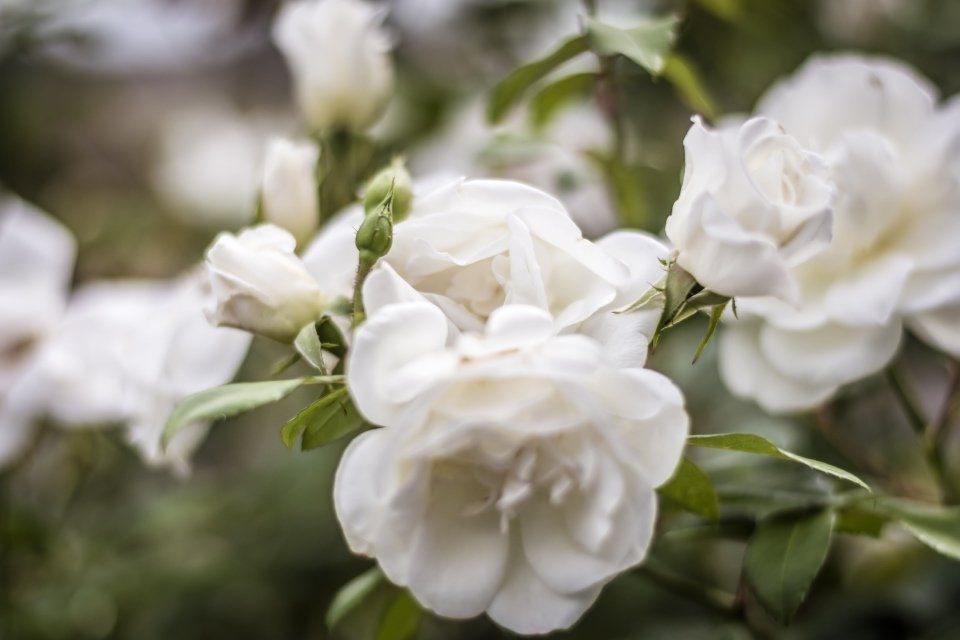 quality flowers for funerals