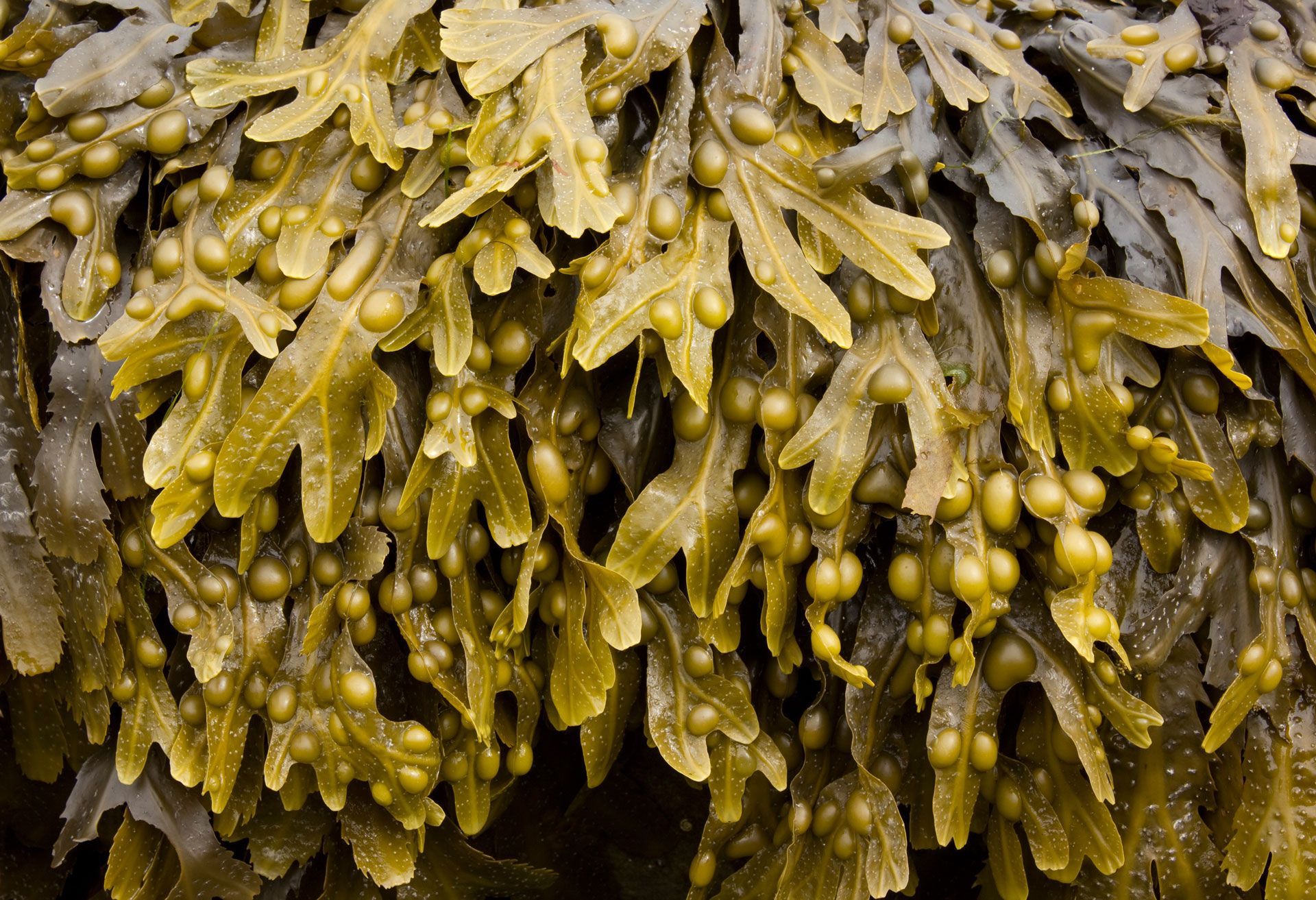 A close-up view of olive-green bladder wrack seaweed, showing its branched, flat fronds covered in small, rounded bladders.