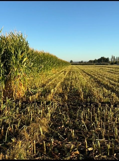Field of harvested corn next to standing corn under a blue sky.