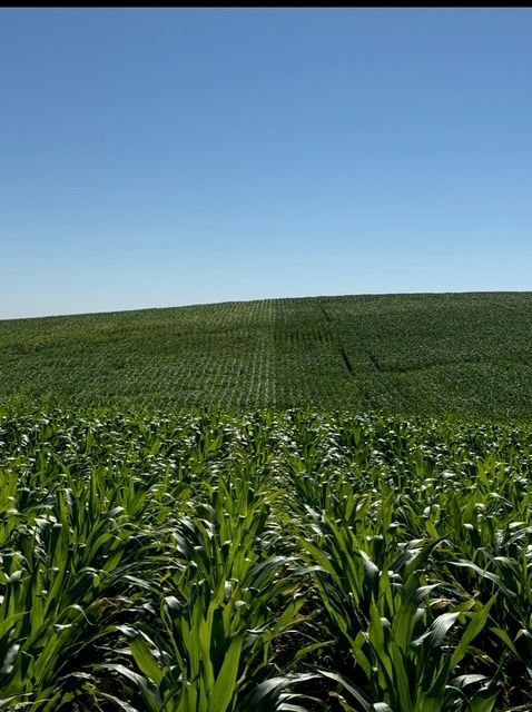 Green cornfield under a clear blue sky.