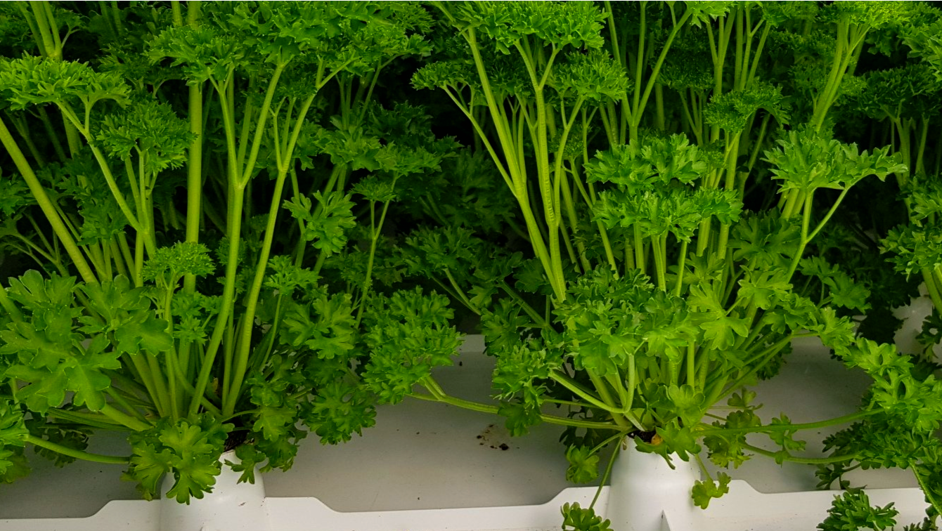 Parsley on Botman Hydroponics Floating Raft