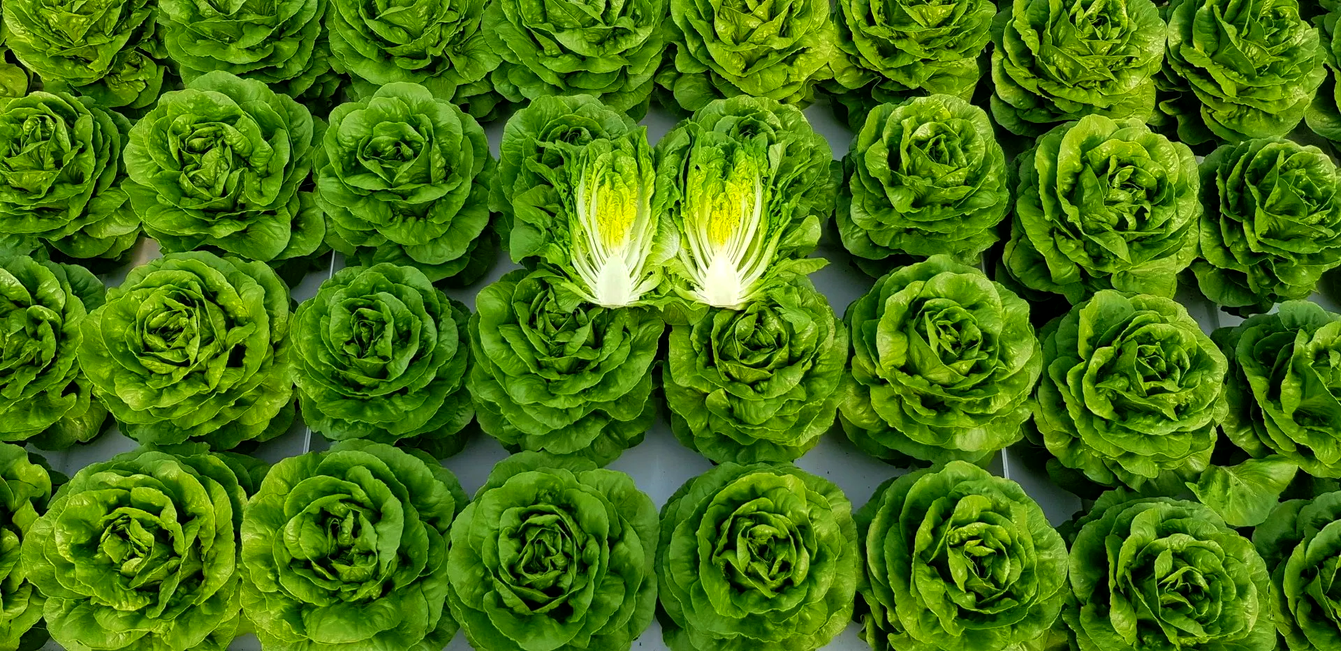 Hydroponics Little Gem