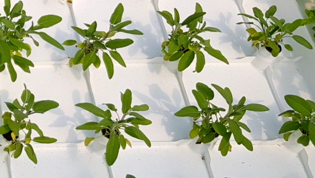 Common Sage on Botman Hydroponics Floating Raft