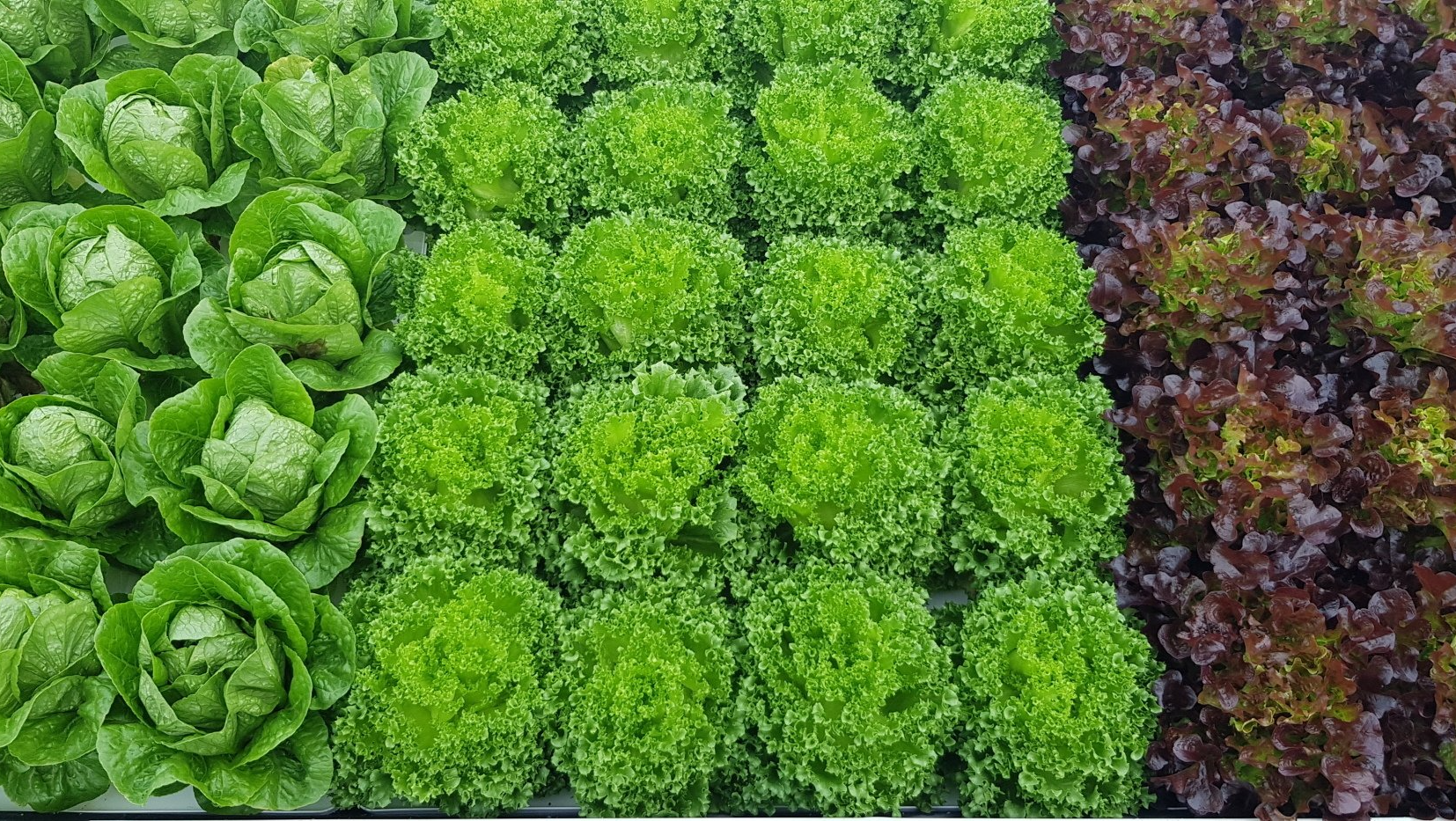 Leaf Lettuce on Hydroponics
