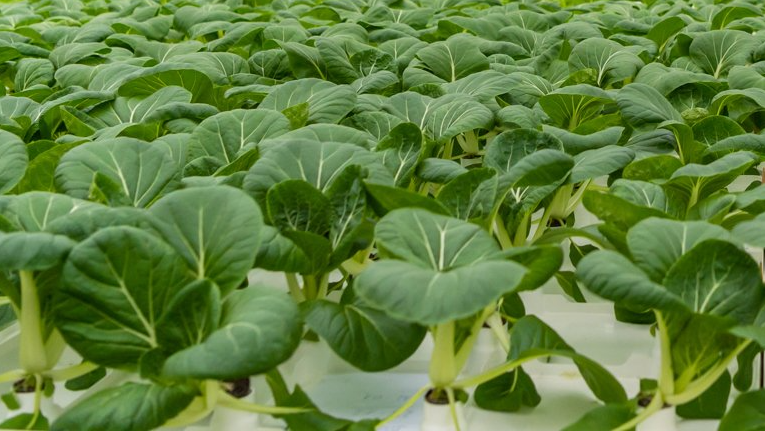 Bok Choy  Pak Choi on Botman Hydroponics Floating Raft