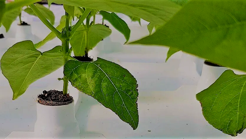 Green Beans on Botman Hydroponics Floating Raft