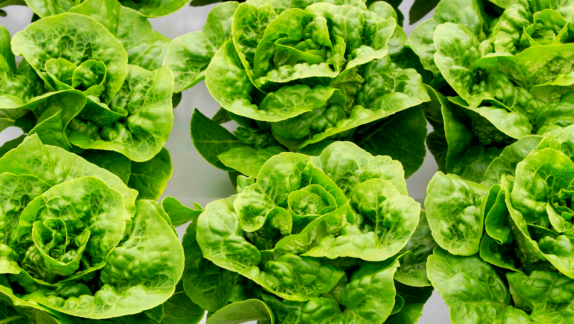 Romaine Lettuce on Hydroponics