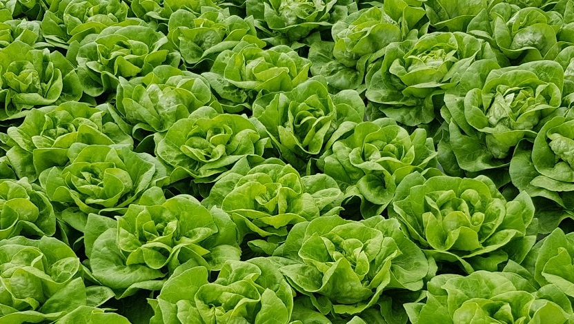 Butterhead Boston Lettuce on Hydroponics