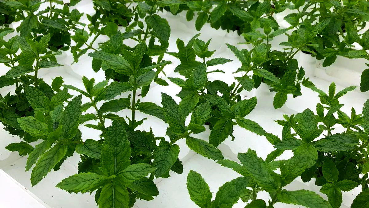 Mint on Botman Hydroponics Floating Raft