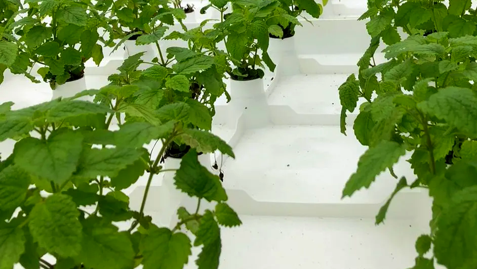 Lemon Balm on Botman Hydroponics Floating Raft