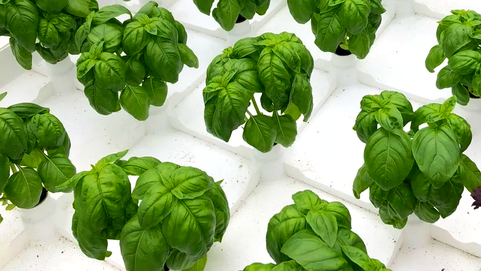 Basil on Botman Hydroponics Floating Raft
