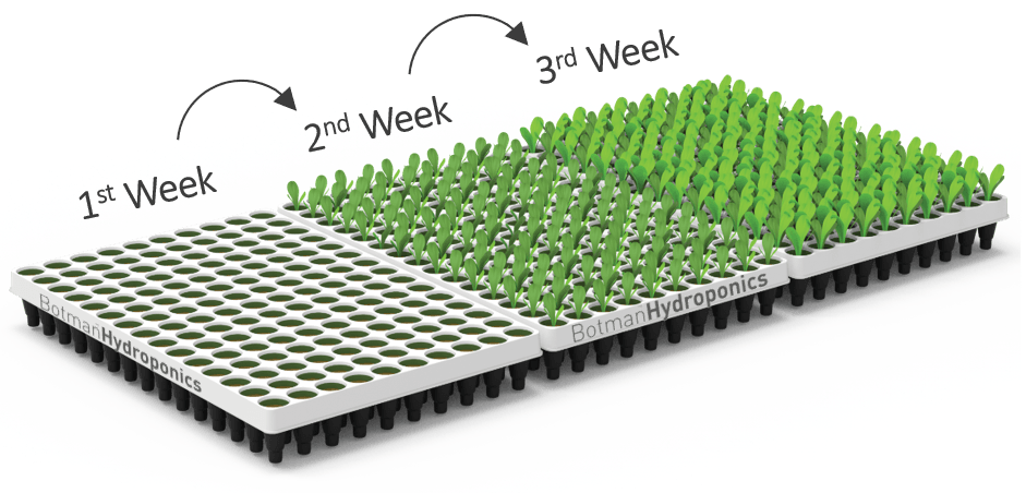 Botman Hydroponics Propagation Phase
