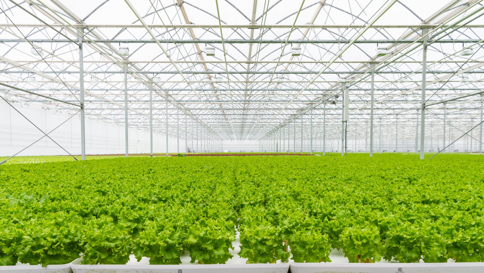 Batavia Lettuce on Hydroponics