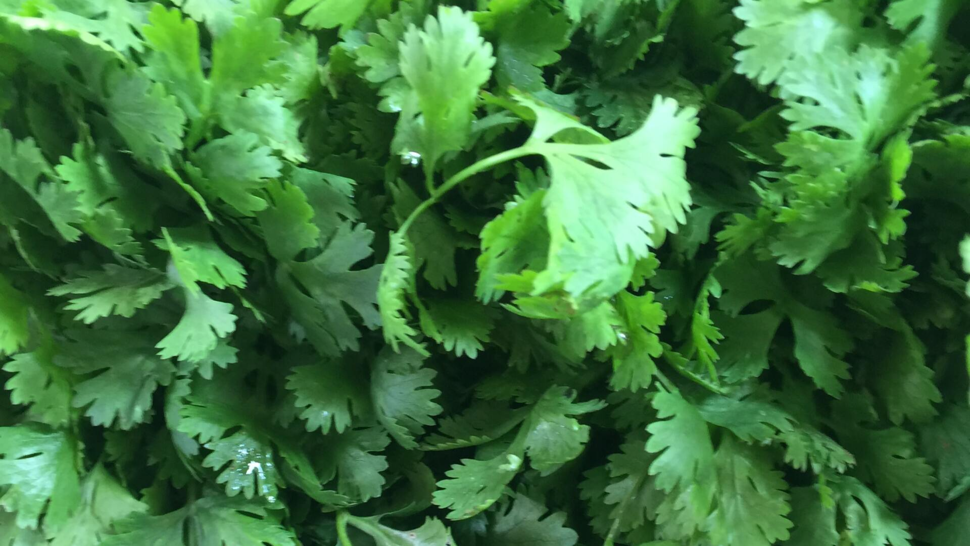 Cilantro Coriander on Botman Hydroponics Floating Raft