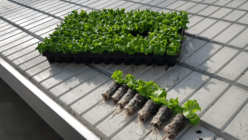 Botman Hydroponics Propagation Tray with young plants