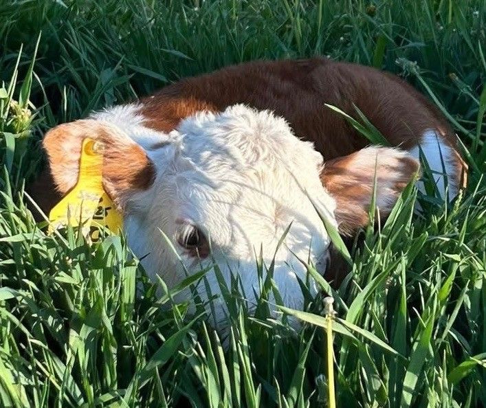 Cow
