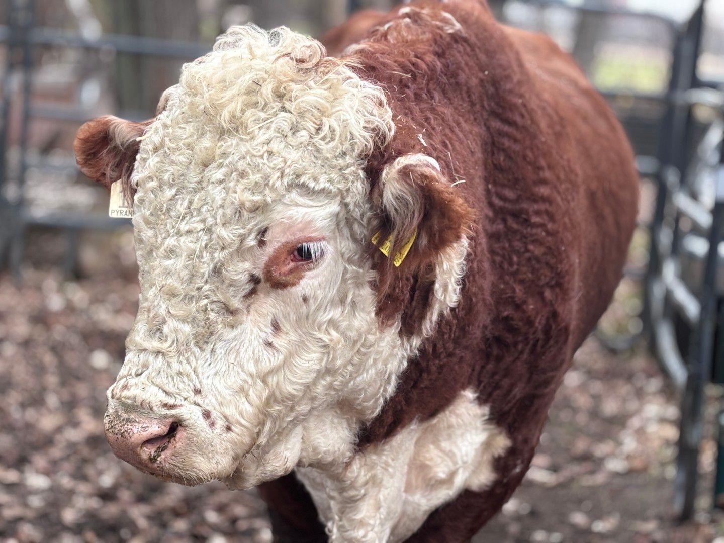 Cow