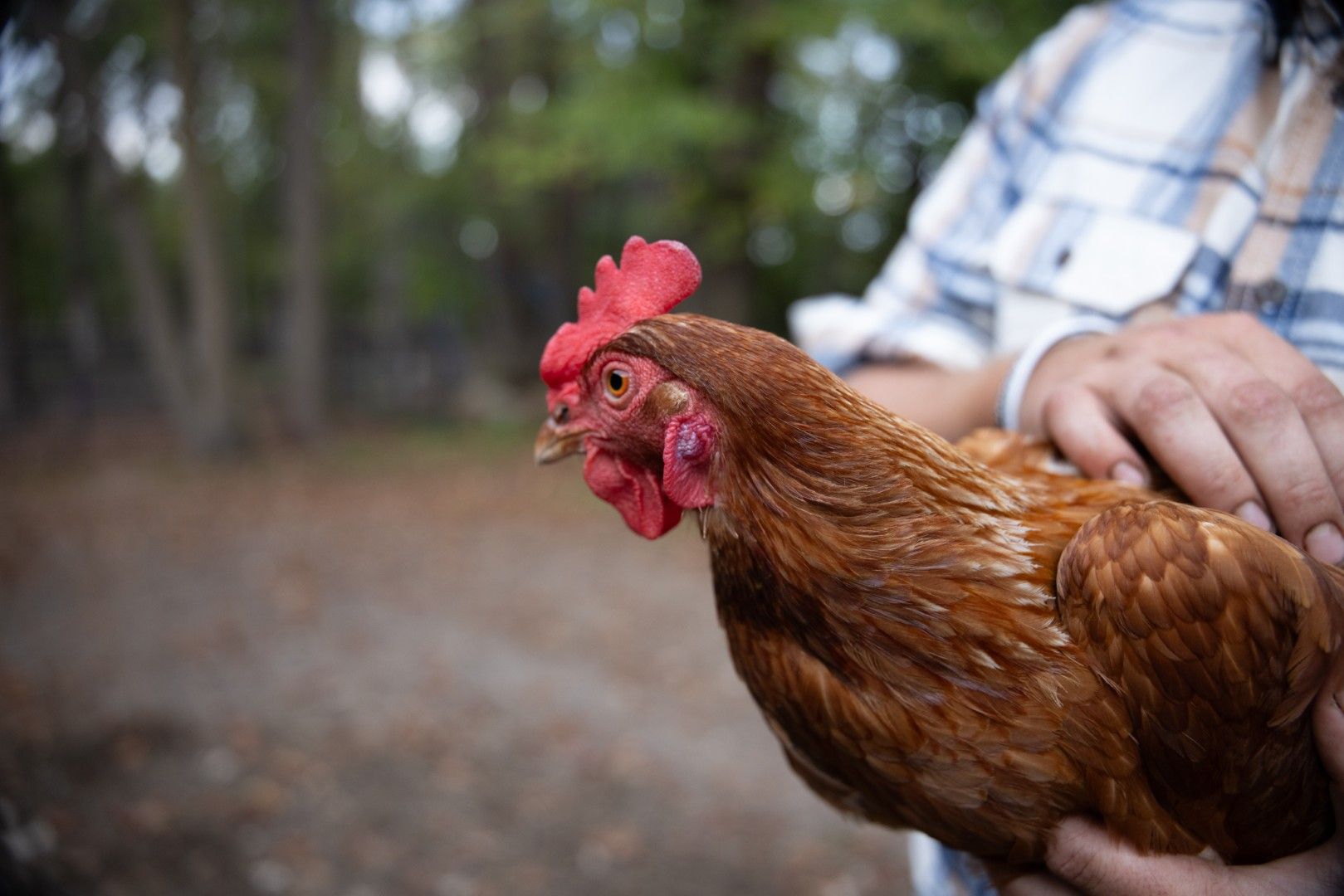 Chicken