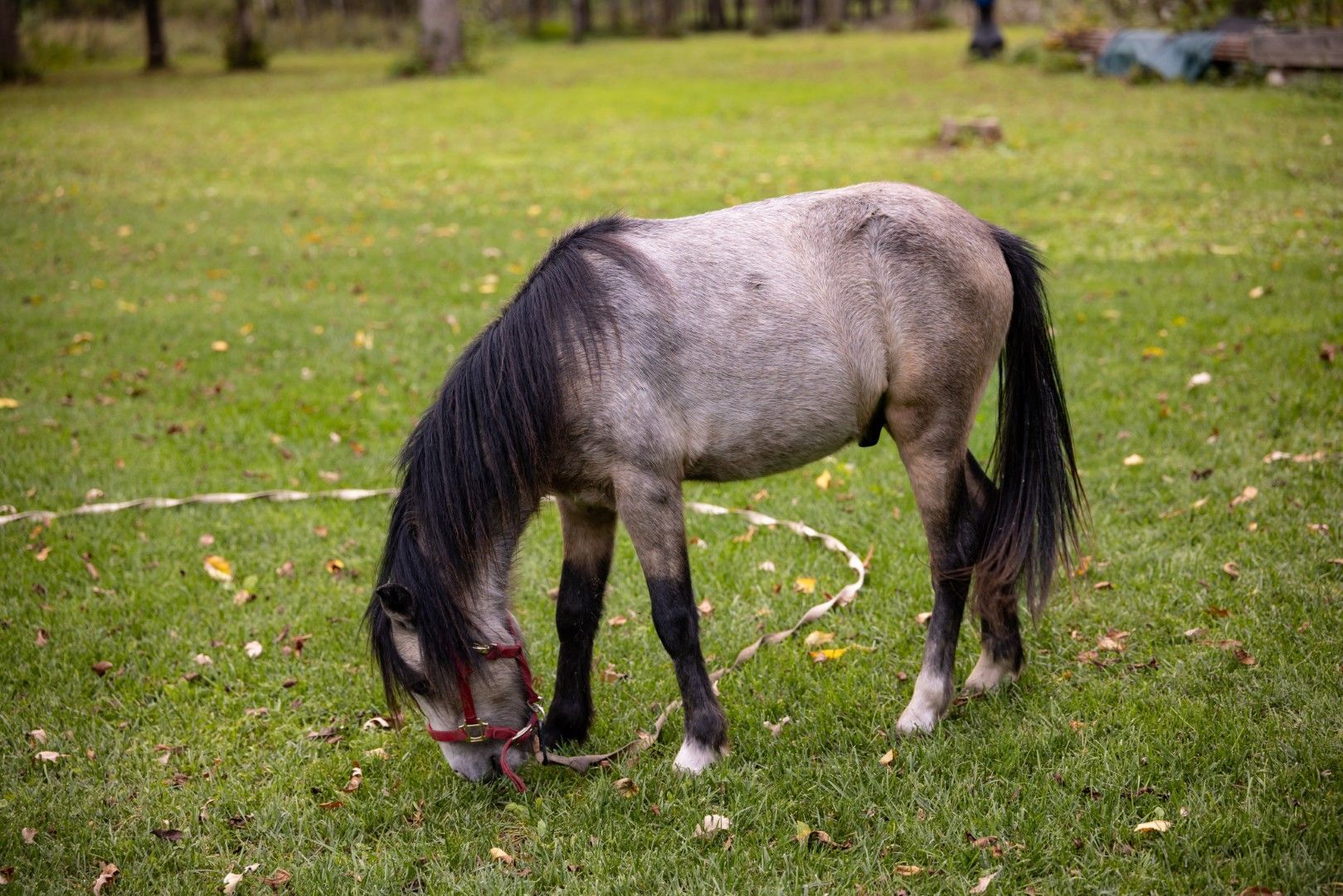 Horse