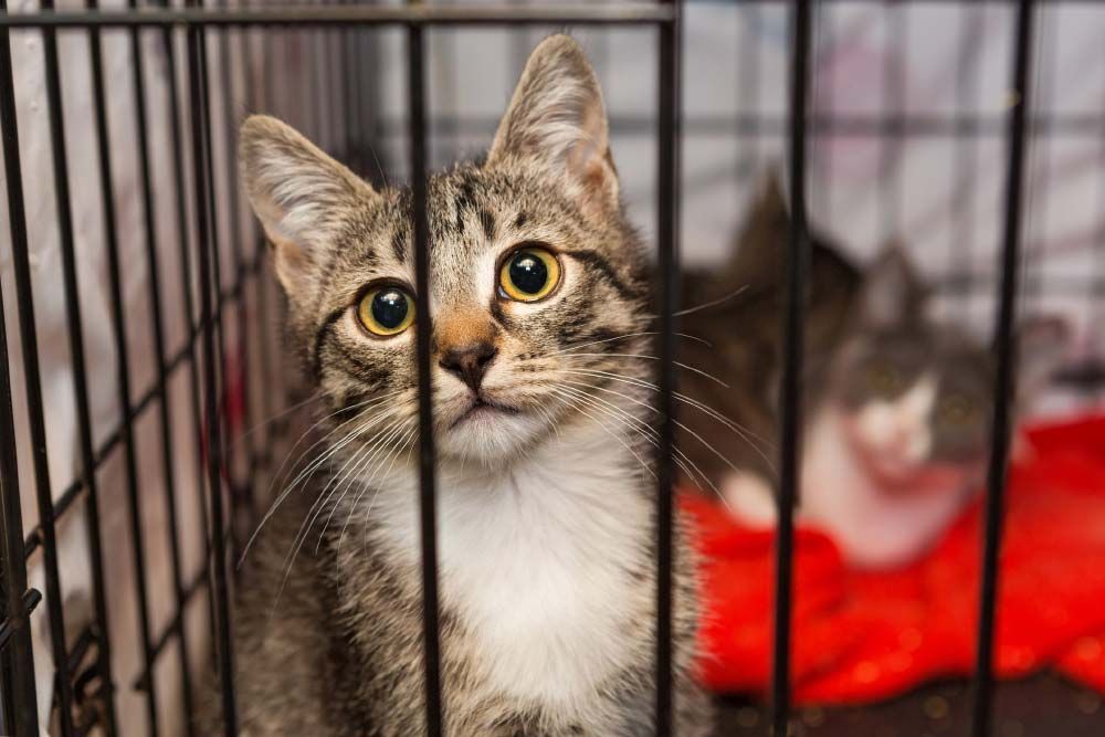 Adopt a Shelter Animal