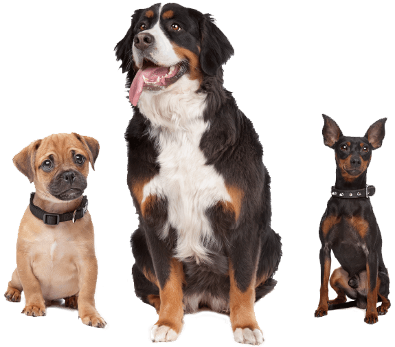 Delta Humane Society Stockton CA
