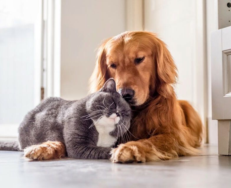 Sick Pets
