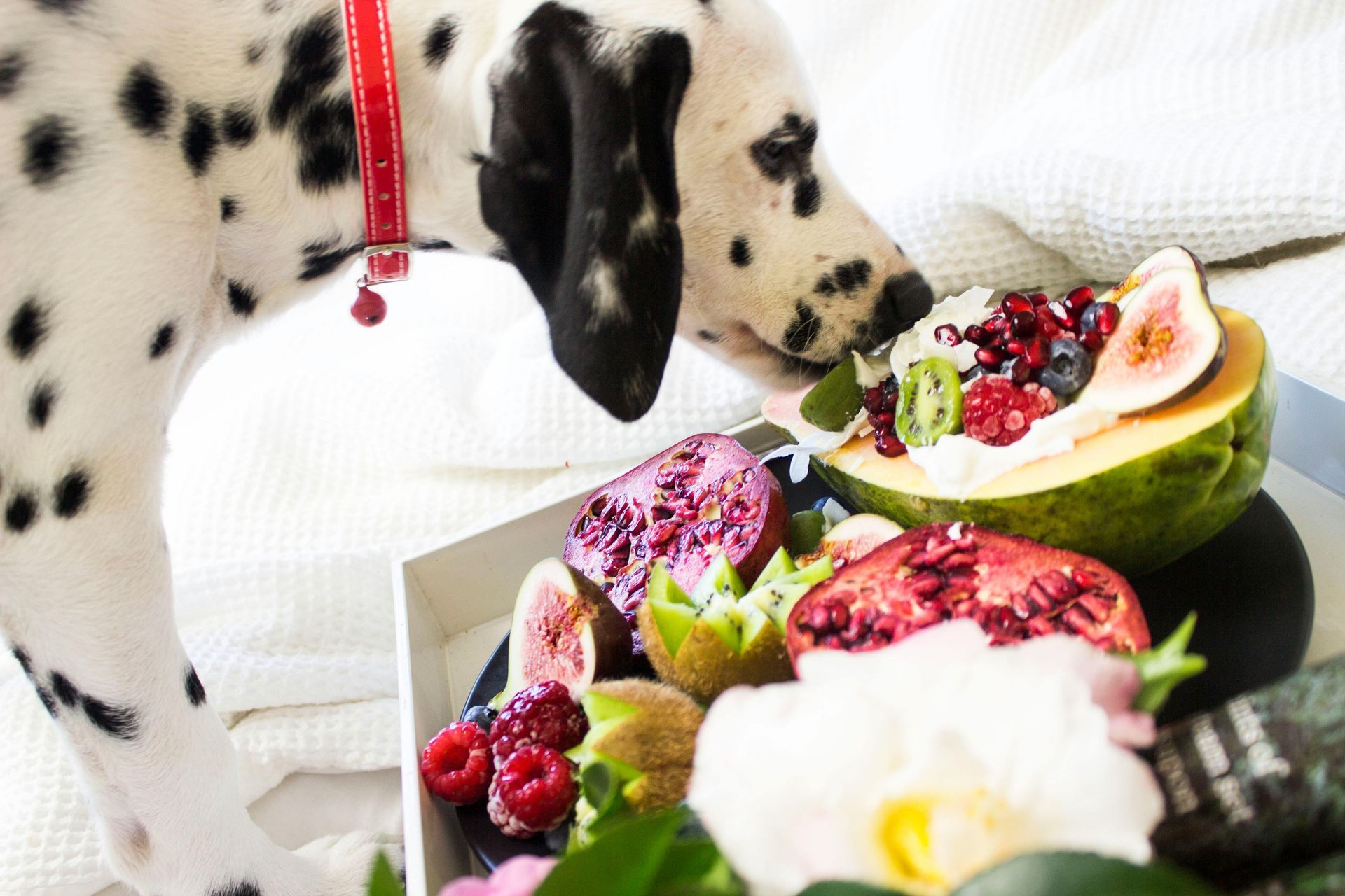 Fruits my dog can eat
