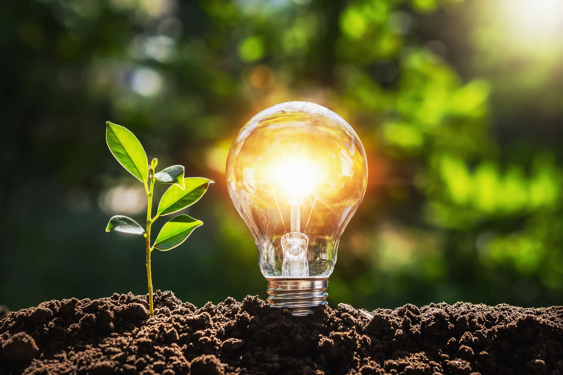 Glowing lightbulb in soil next to a small green plant, suggesting eco-friendly innovation.