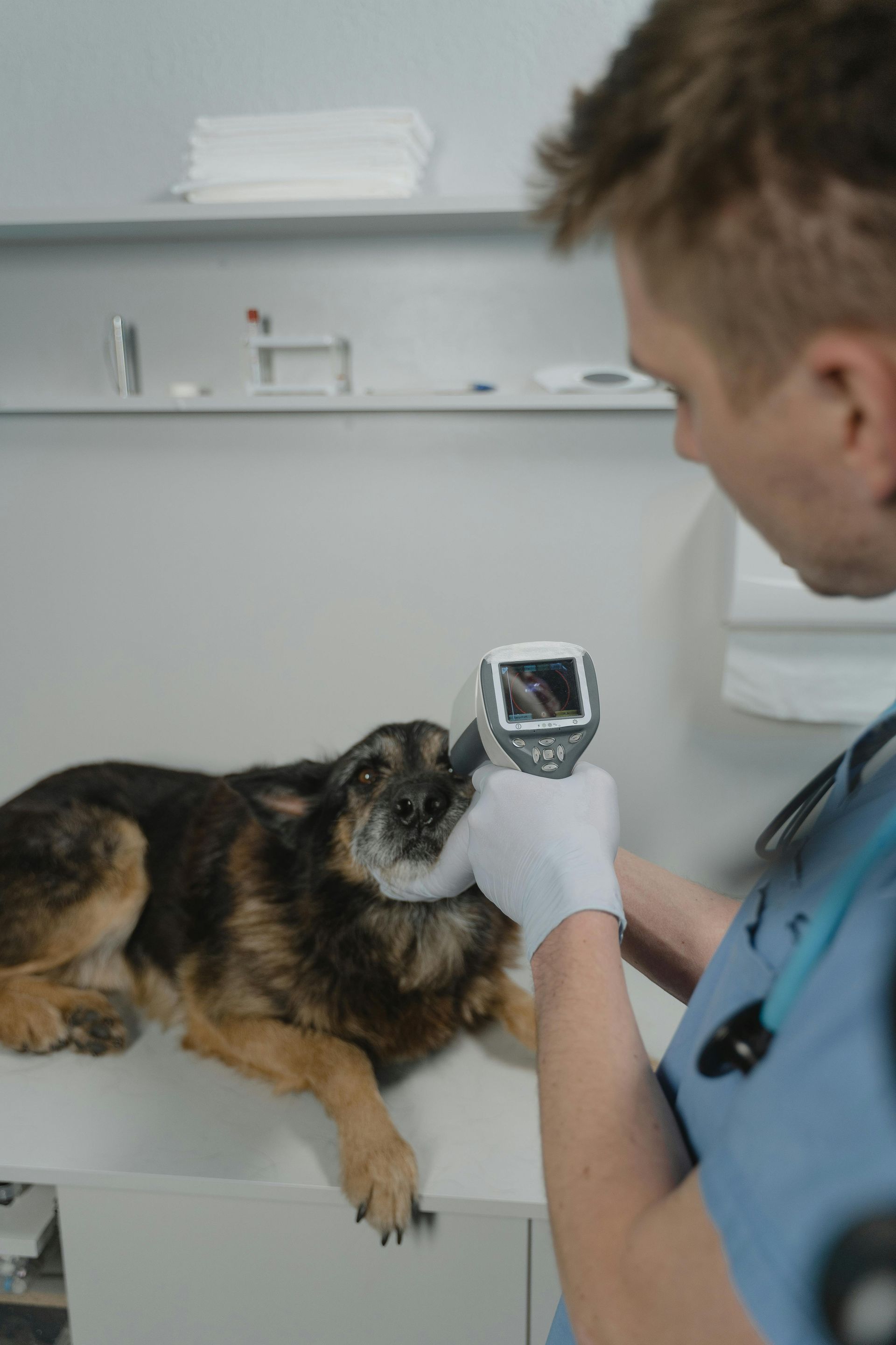 Veterinarian checking a dog's temperature with a device. White gloves, blue scrubs, medical office setting.
