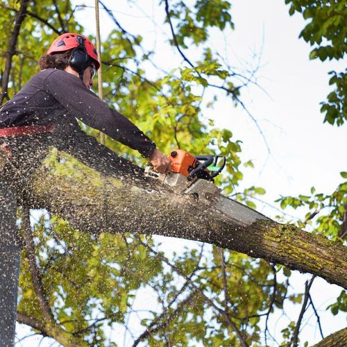 Worker in orange helmet cutting a tree branch with a chainsaw, wood chips flying