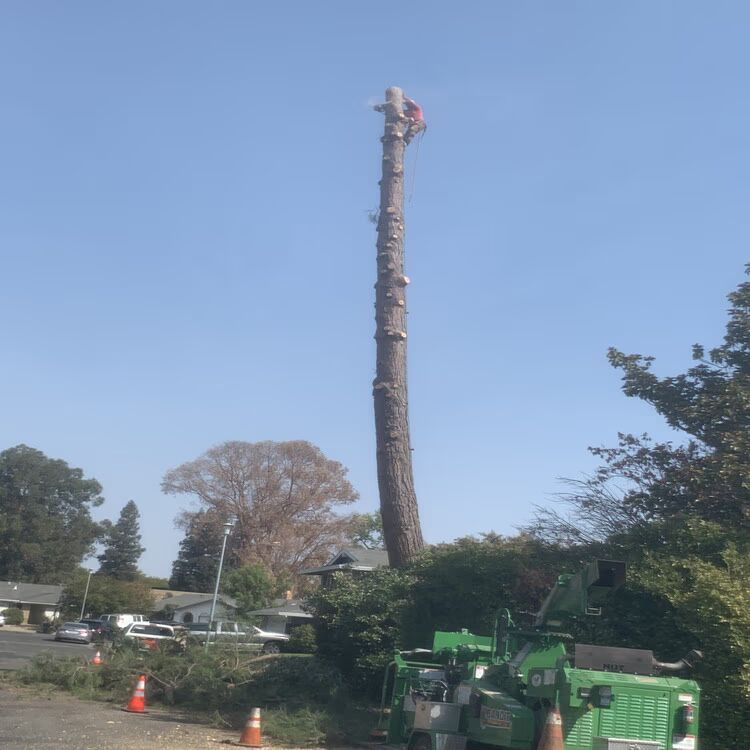 Tall tree trunk being cut down by a green wood chipper in a roadside work area