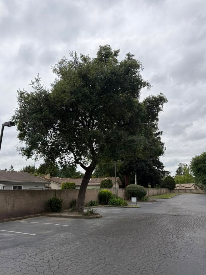 Quiet suburban street with a large tree beside a wall and houses under a cloudy sky