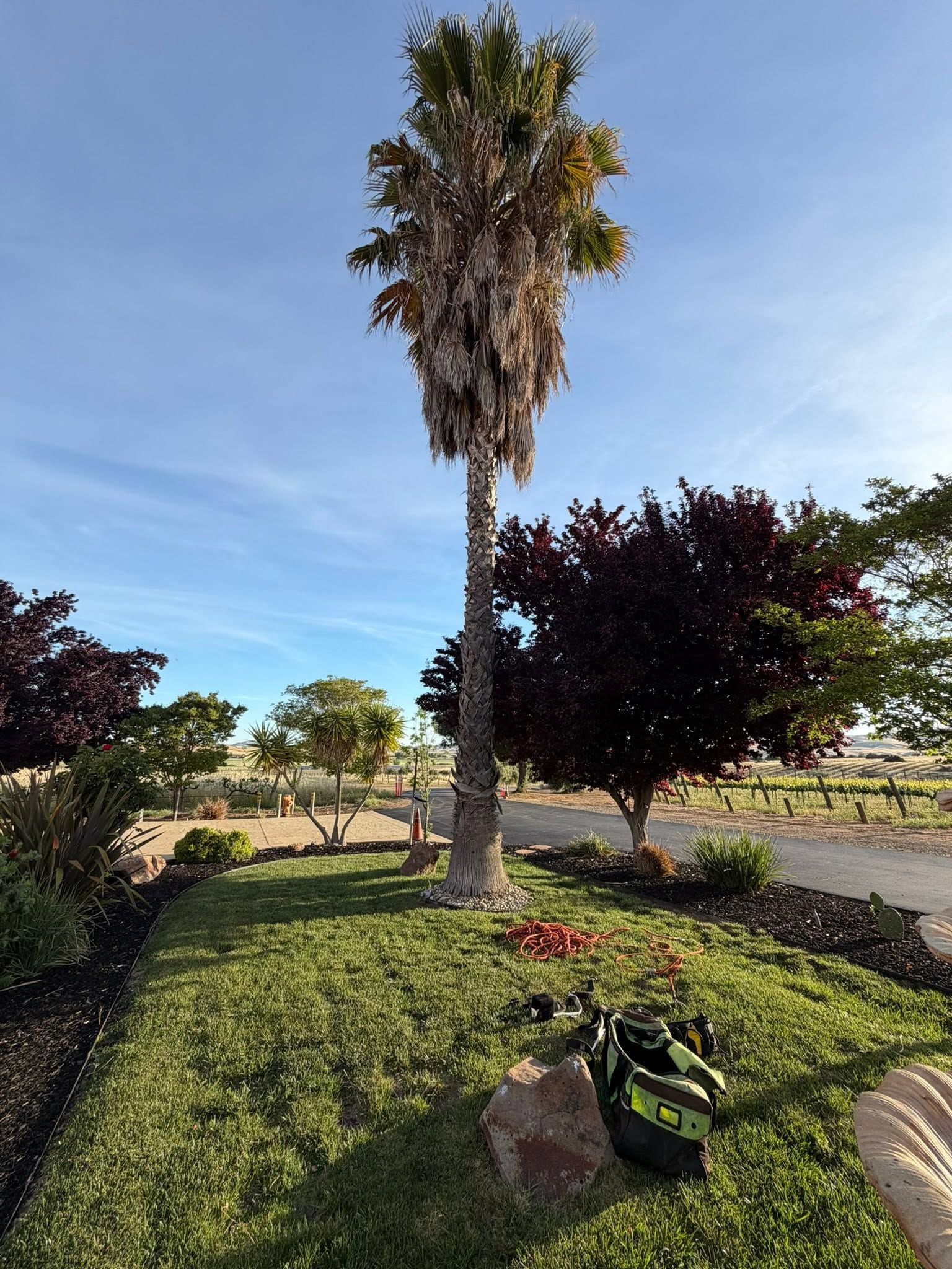 Tall palm tree in a landscaped garden with trimmed bushes and a clear blue sky.