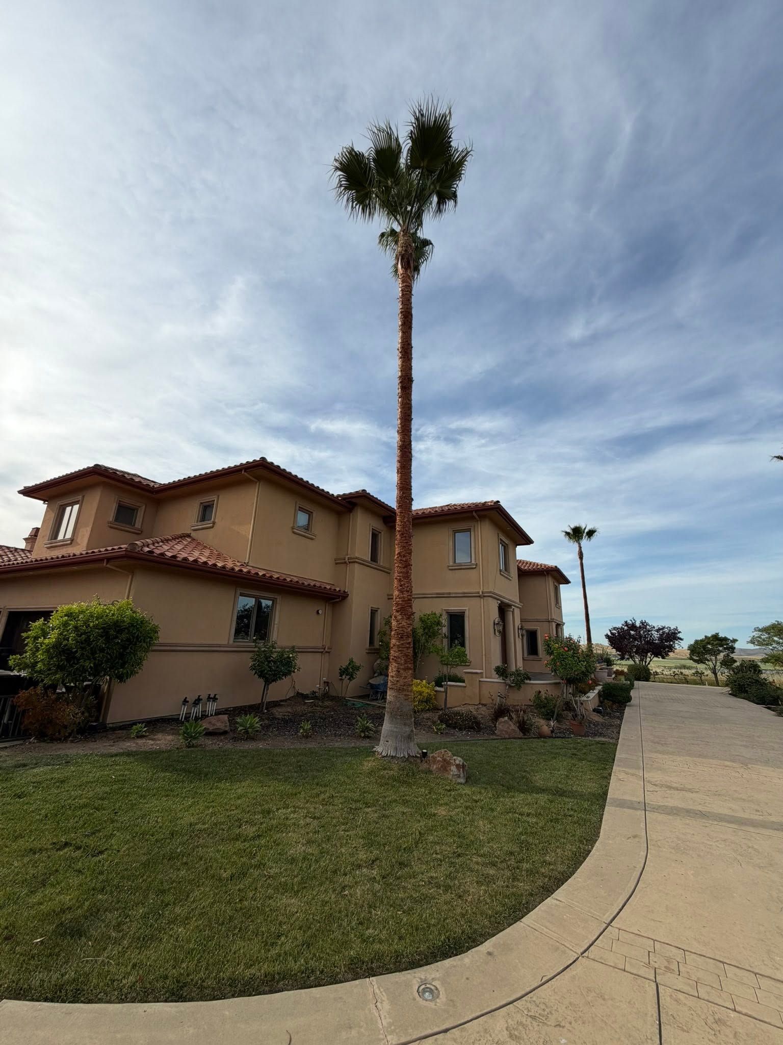 Suburban stucco house with a tall palm tree beside a curved sidewalk under a cloudy sky