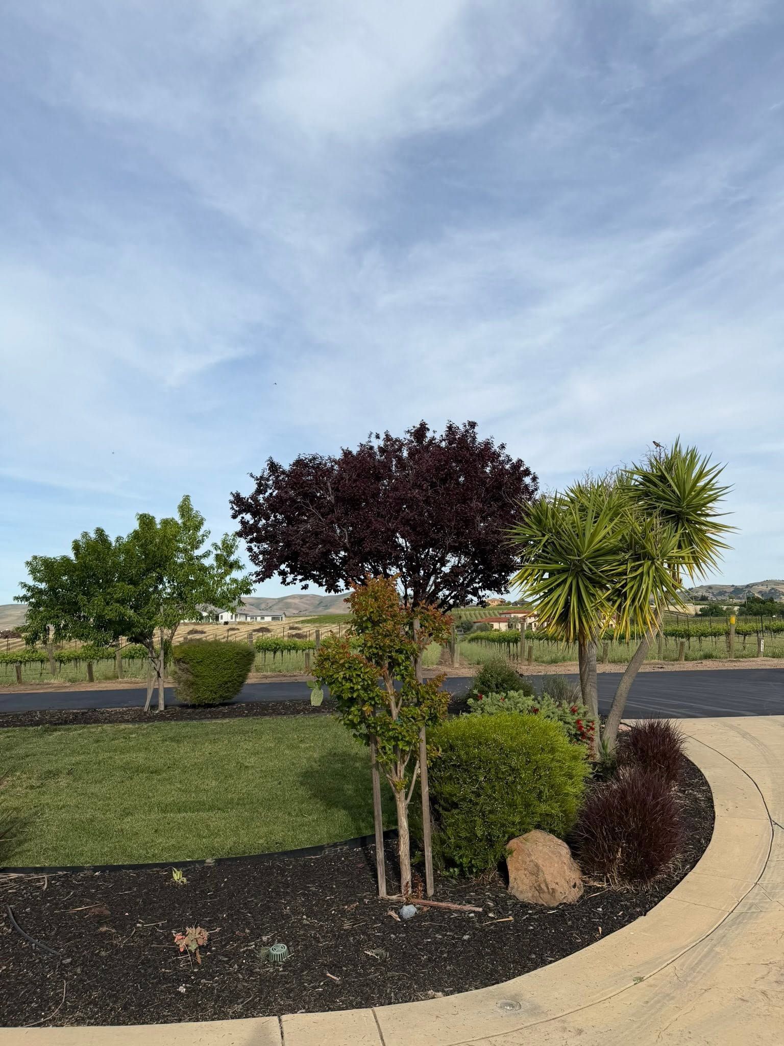 Landscaped yard with young ornamental trees, mulch, grass, and a curved gravel path under a cloudy sky