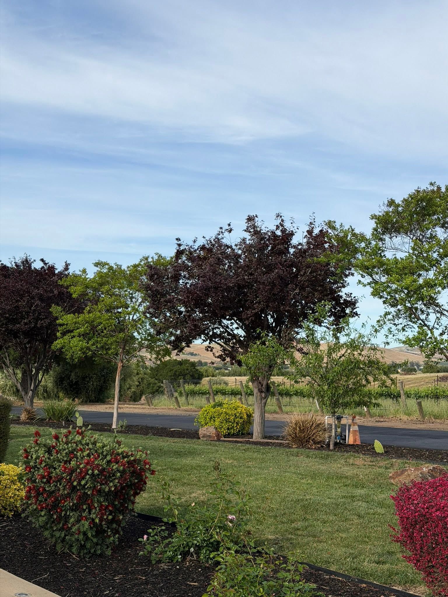 Quiet garden with trimmed shrubs, small trees, and a grassy lawn under a partly cloudy sky.