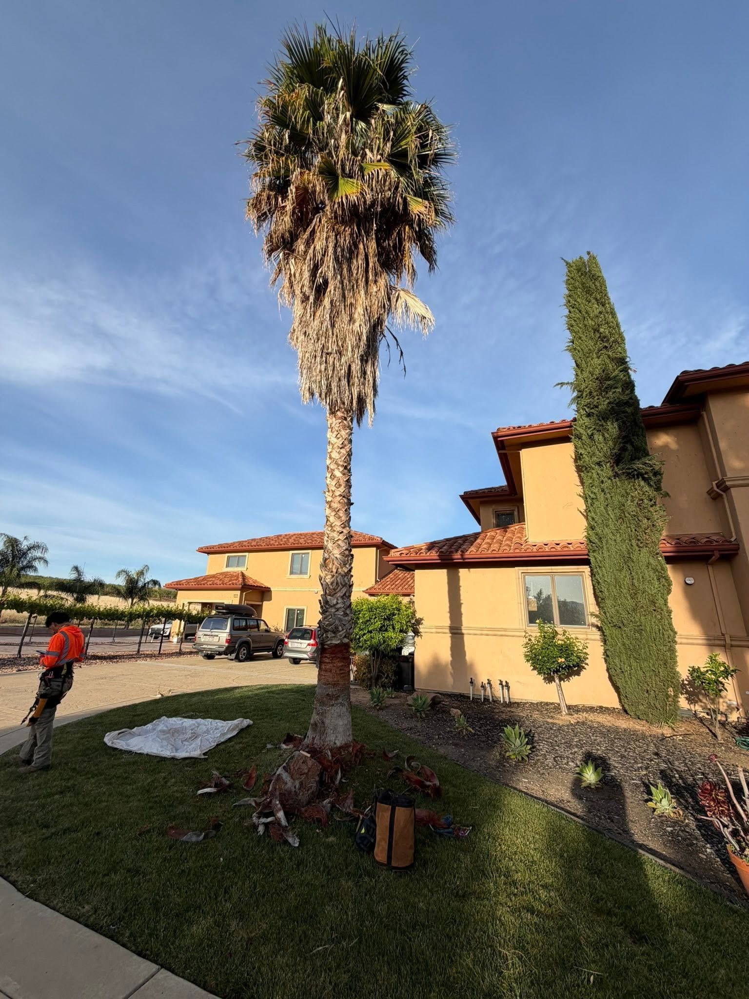 Palm tree in a landscaped courtyard beside a tan stucco house under a blue sky.