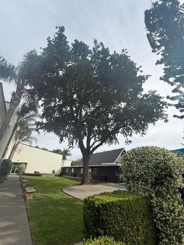 Courtyard with large tree, manicured hedges, grass, and apartment buildings under a cloudy sky