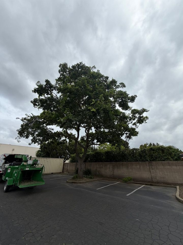 Large tree beside a stone wall in an empty parking lot under a cloudy sky